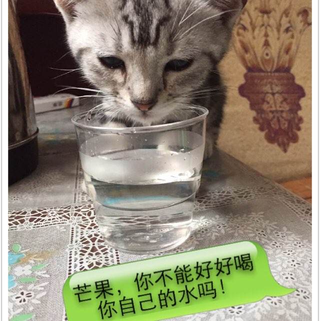 买假密苏里州结婚证